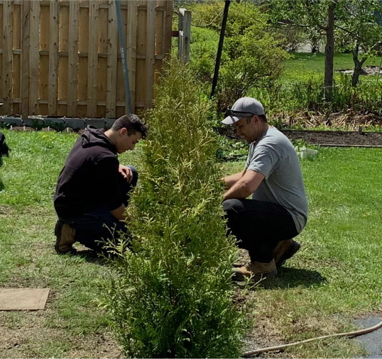 Deux travailleurs installant une haie de cedres.