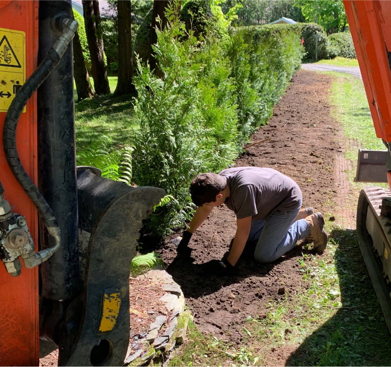 Travaux d'installation d'une haie de cedres.